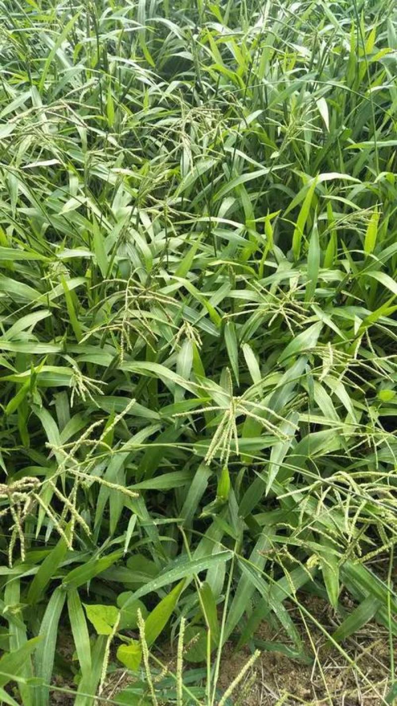 百喜草种子道路护坡水土保持牧草草籽公路堤坝绿化种子