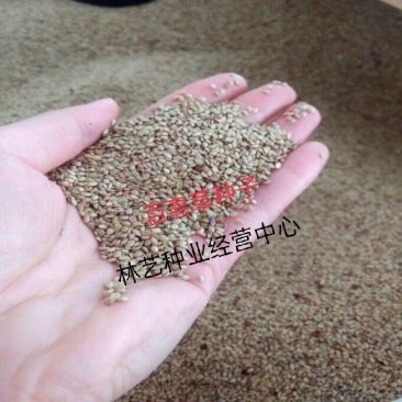 百喜草种子道路护坡水土保持牧草草籽公路堤坝绿化种子