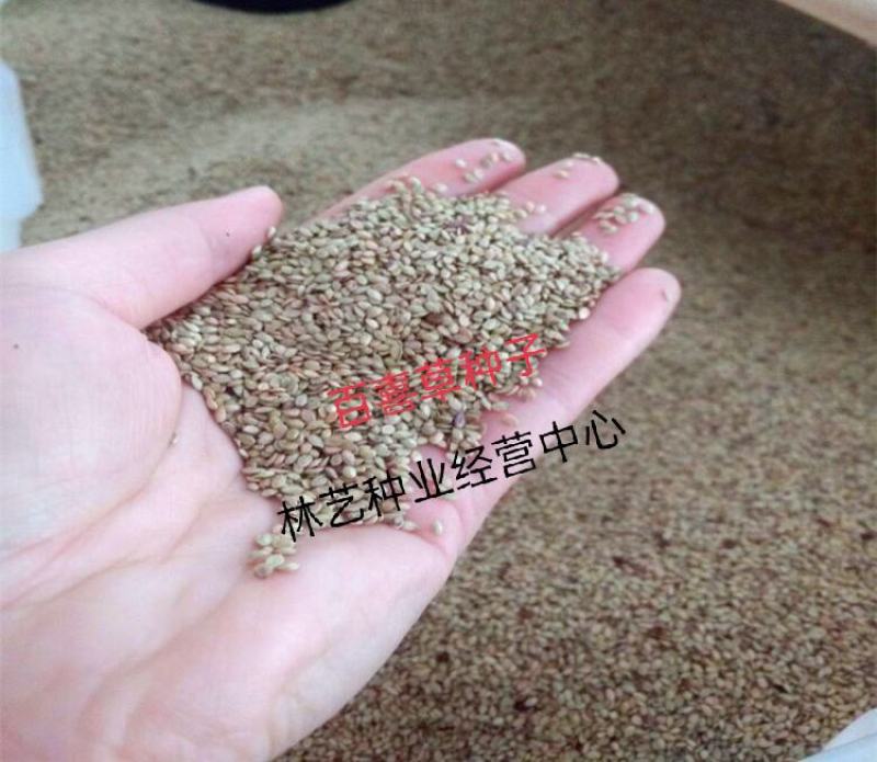 百喜草种子道路护坡水土保持牧草草籽公路堤坝绿化种子