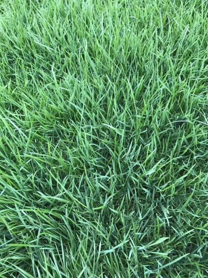 百喜草种子道路护坡水土保持牧草草籽公路堤坝绿化种子