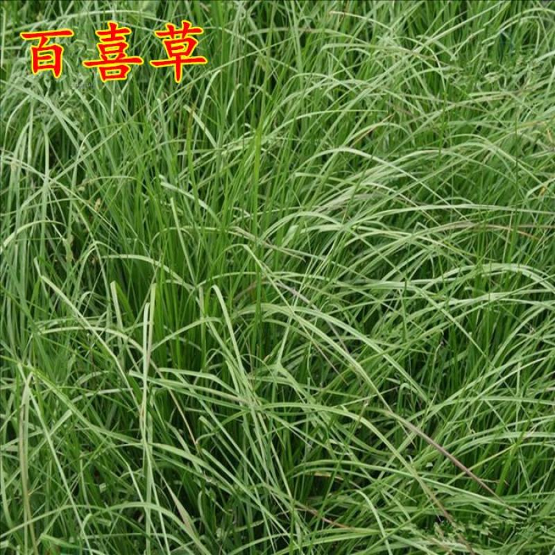 百喜草种子道路护坡水土保持牧草草籽公路堤坝绿化种子