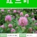 三叶草种子绿化红三叶草籽四季常青护坡绿化庭院多年生