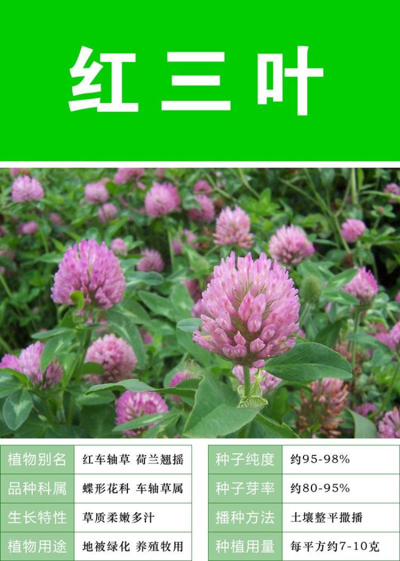 三叶草种子绿化红三叶草籽四季常青护坡绿化庭院多年生