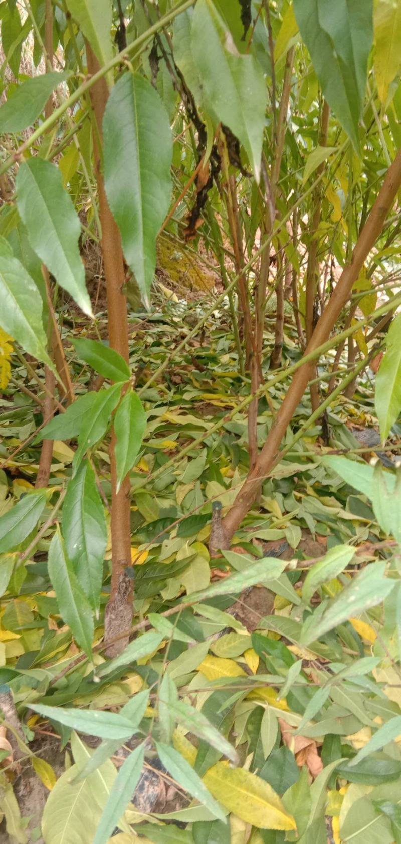 桃树苗