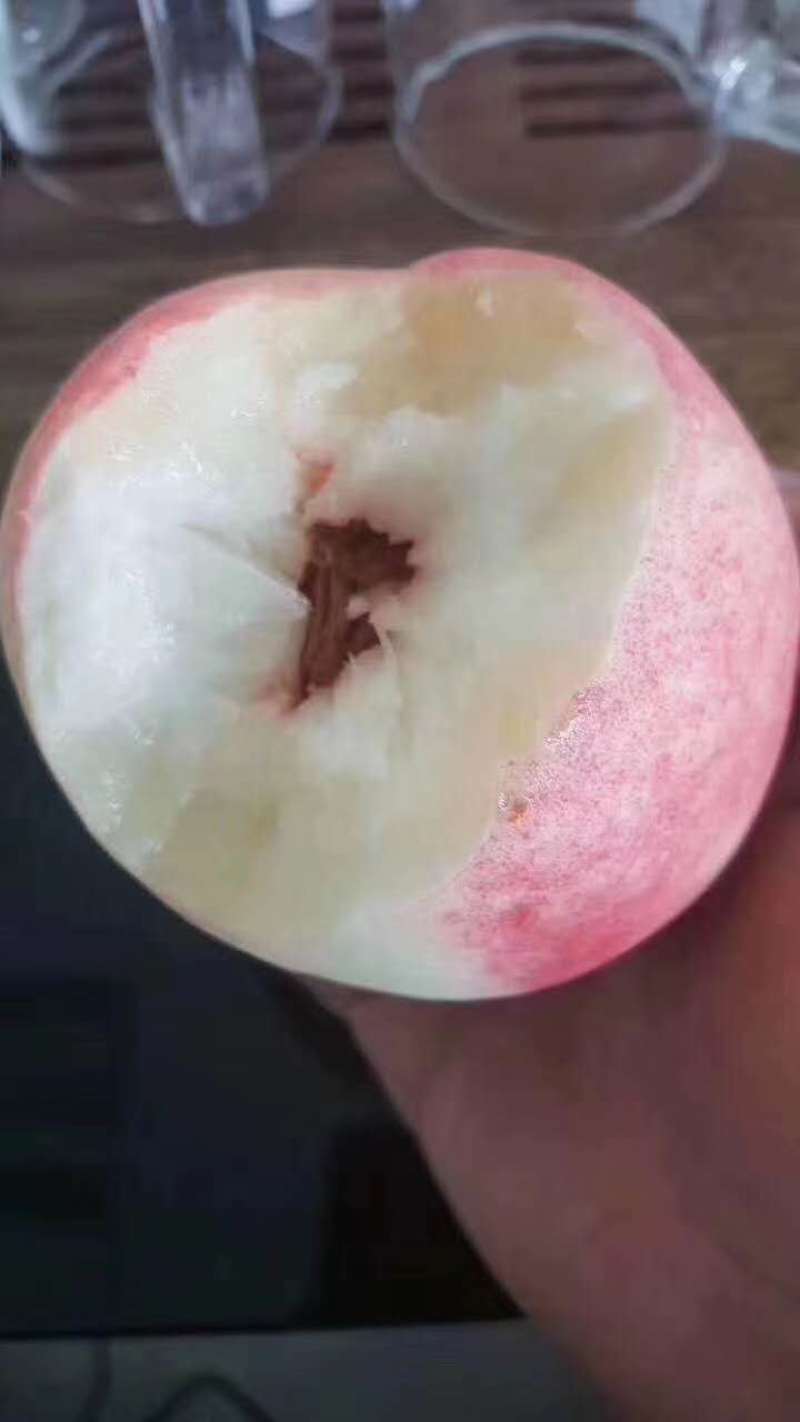 桃树苗