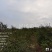 山茶油鲜果
