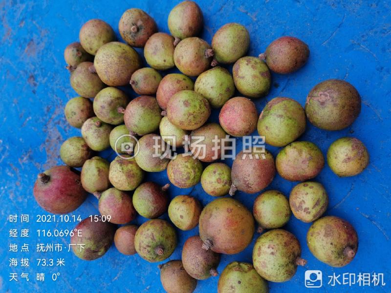 山茶油鲜果
