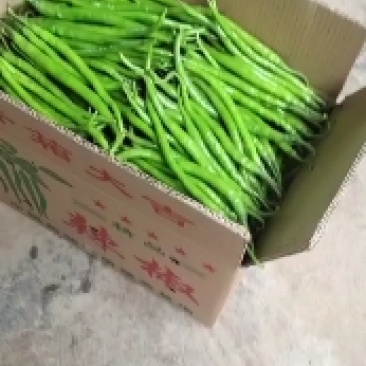 陕西大量供应各种精品辣椒
