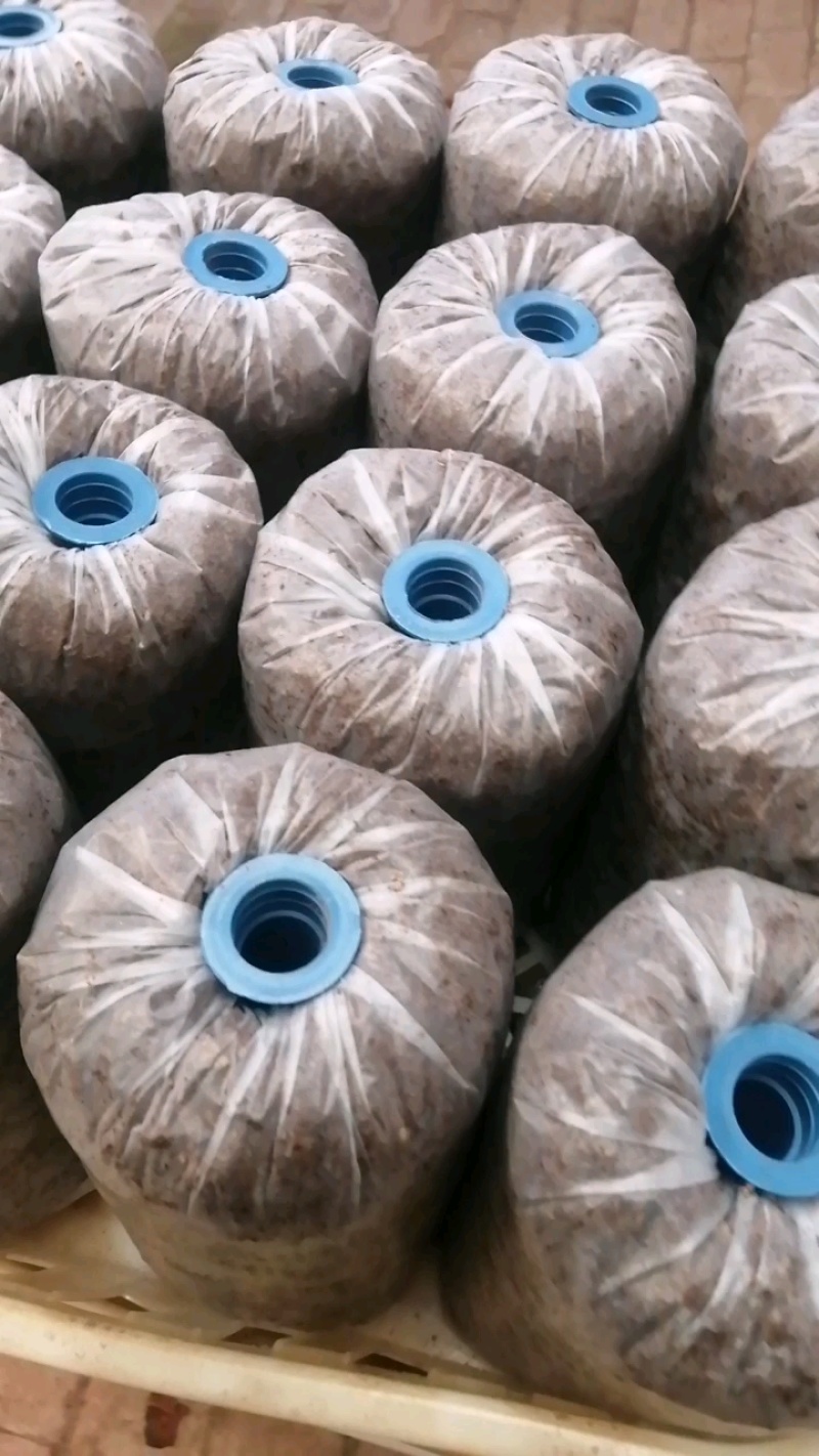 平菇菌种