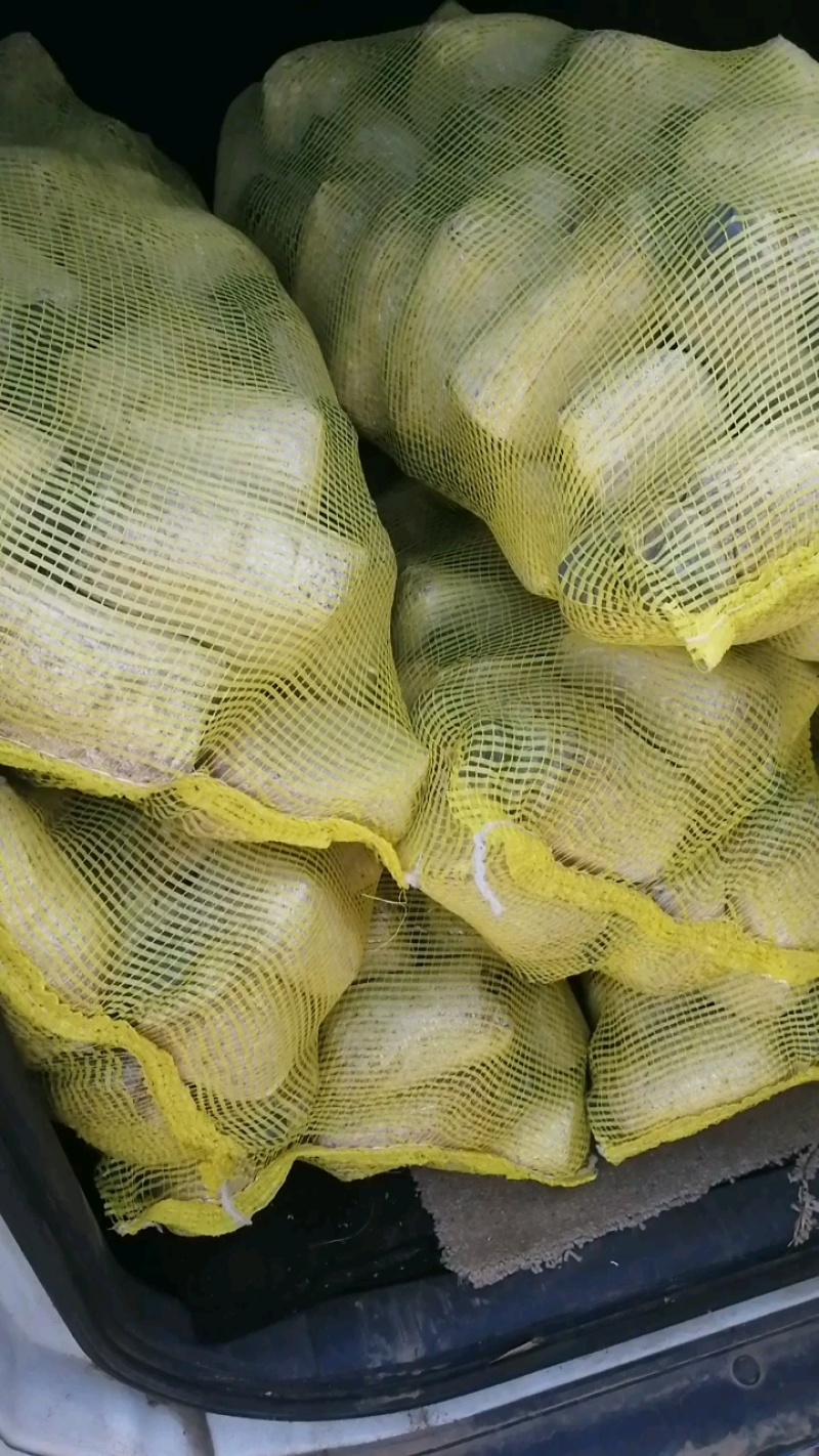 平菇菌种