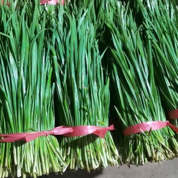 徐闻韭菜大量现货