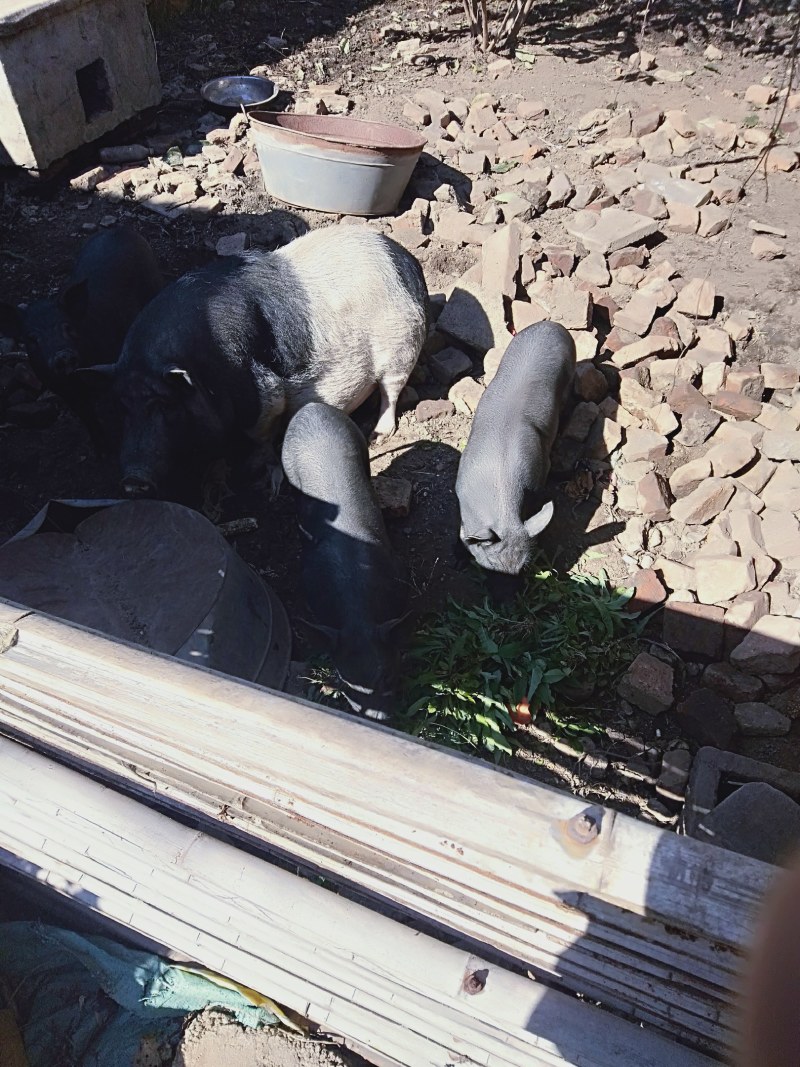 黑猪