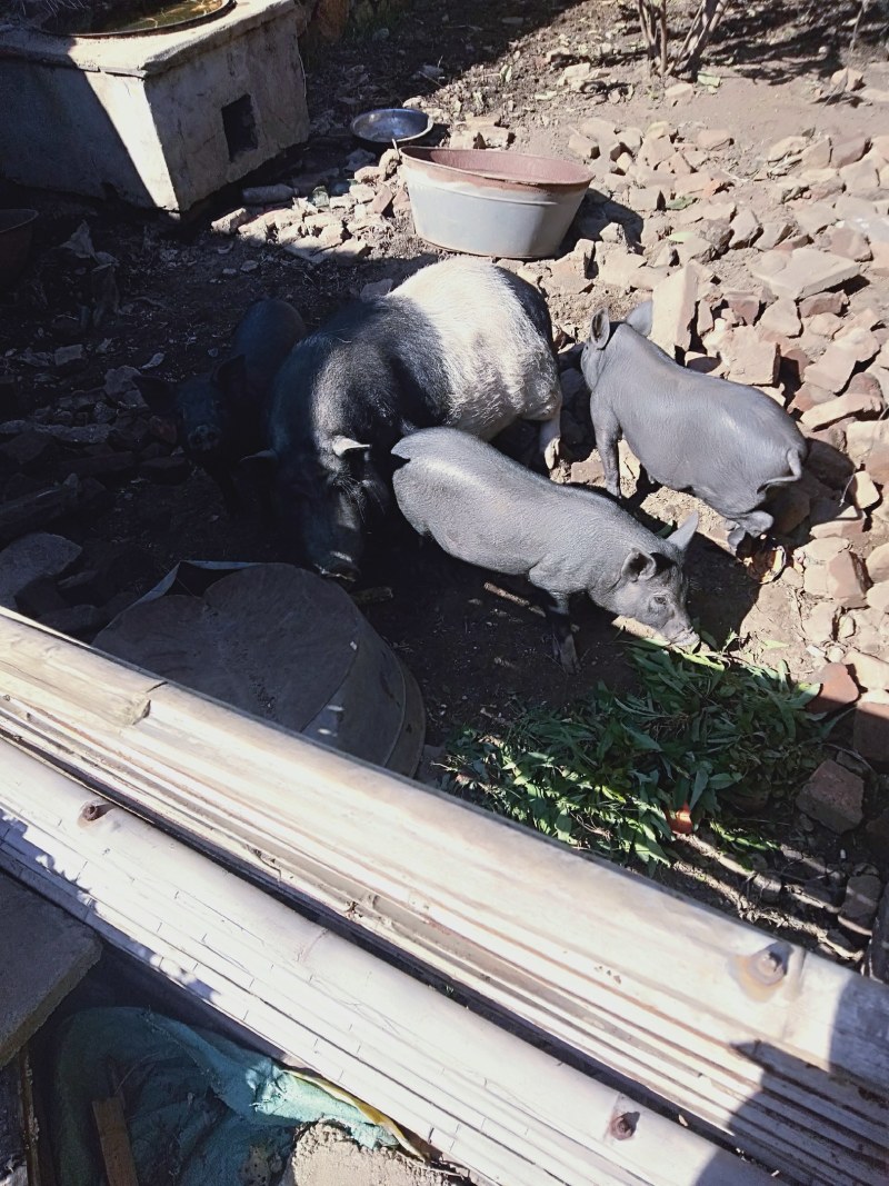 黑猪