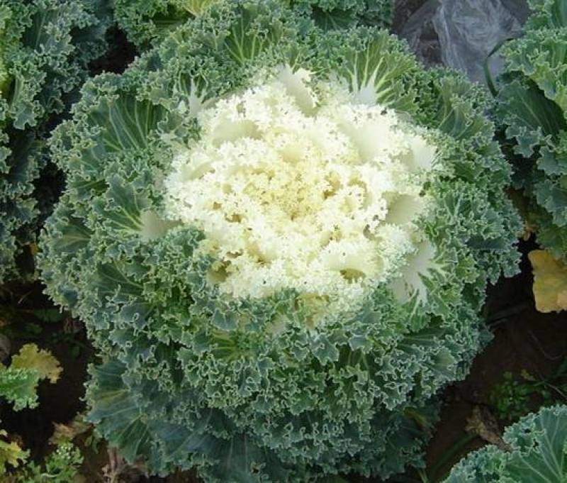 冷冬季节类羽衣甘蓝，欧系，鸽系。110双色盆