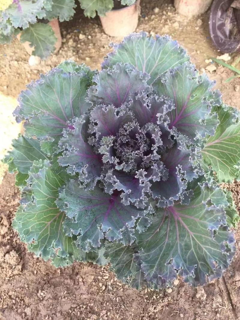 冷冬季节类羽衣甘蓝，欧系，鸽系。110双色盆