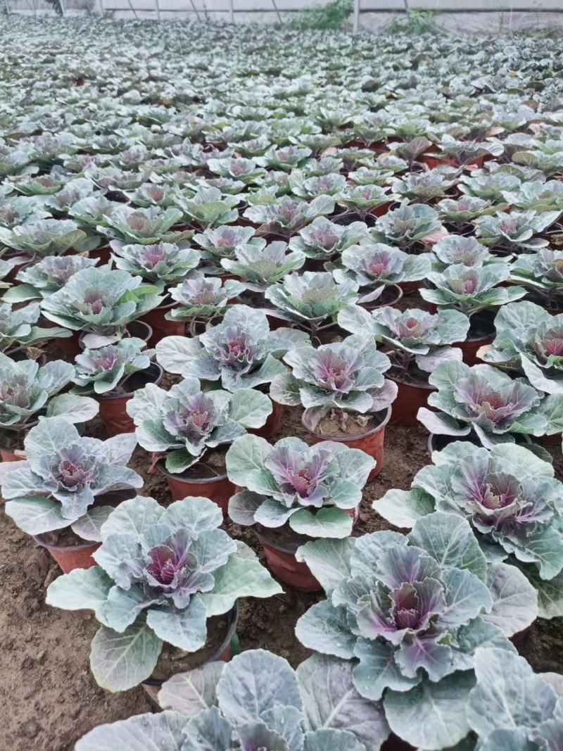 冷冬季节类羽衣甘蓝，欧系，鸽系。110双色盆