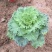 冷冬季节类羽衣甘蓝，欧系，鸽系。110双色盆