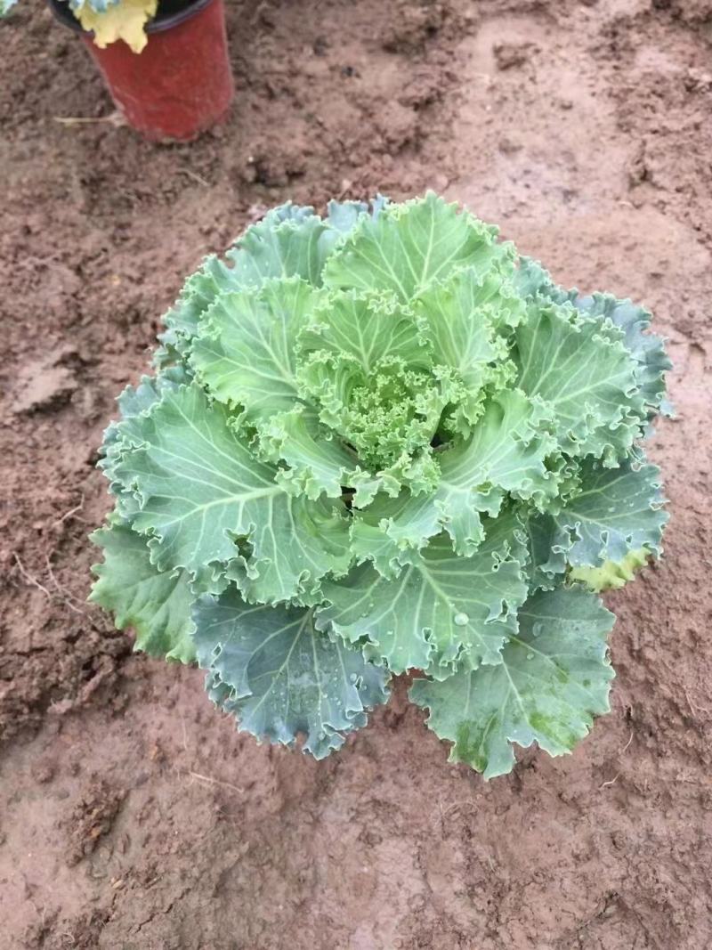 冷冬季节类羽衣甘蓝，欧系，鸽系。110双色盆