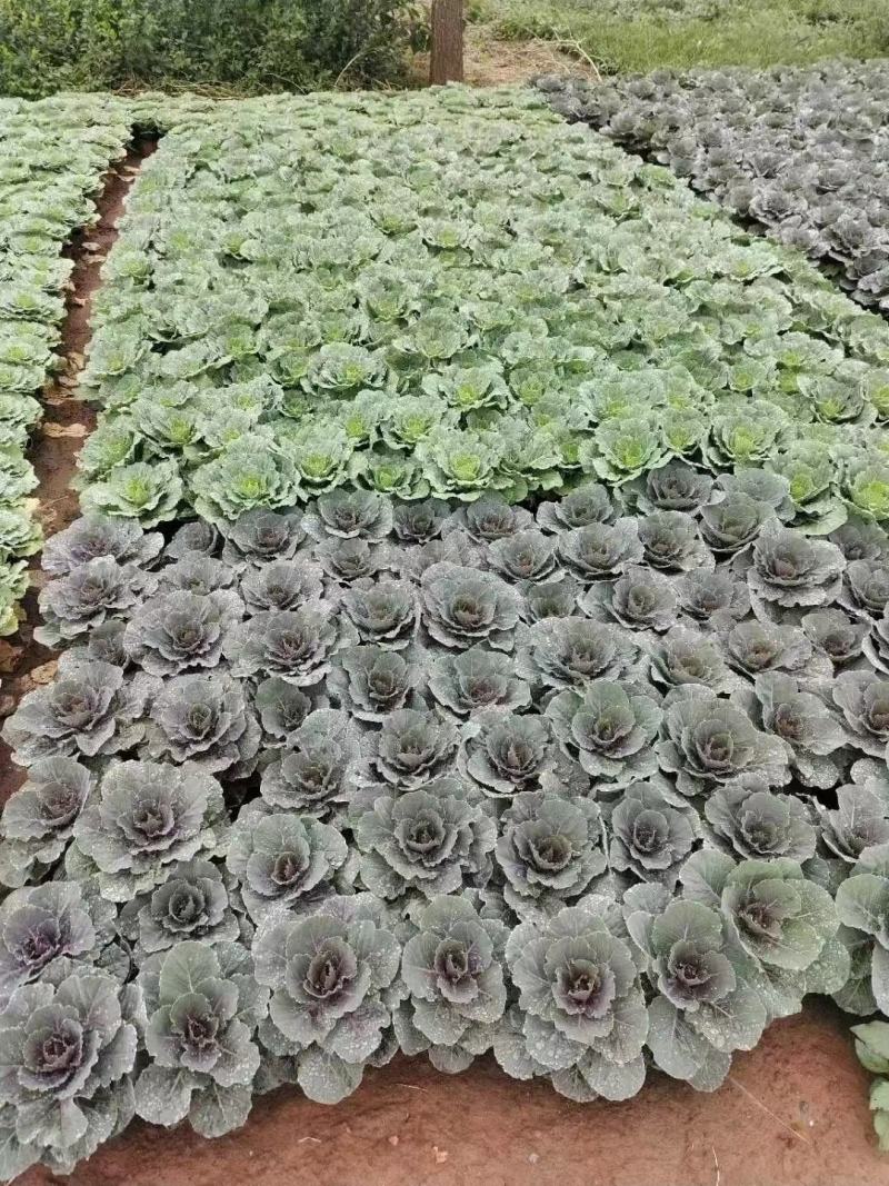 冷冬季节类羽衣甘蓝，欧系，鸽系。110双色盆