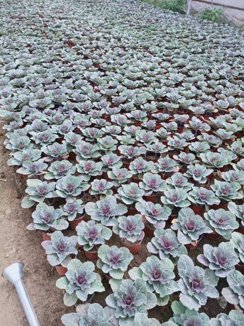 冷冬季节类羽衣甘蓝，欧系，鸽系。110双色盆