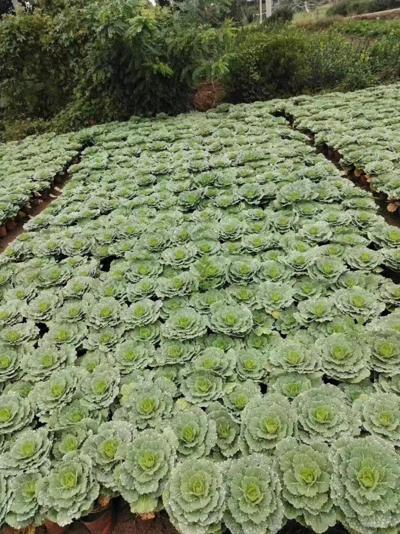 冷冬季节类羽衣甘蓝，欧系，鸽系。110双色盆