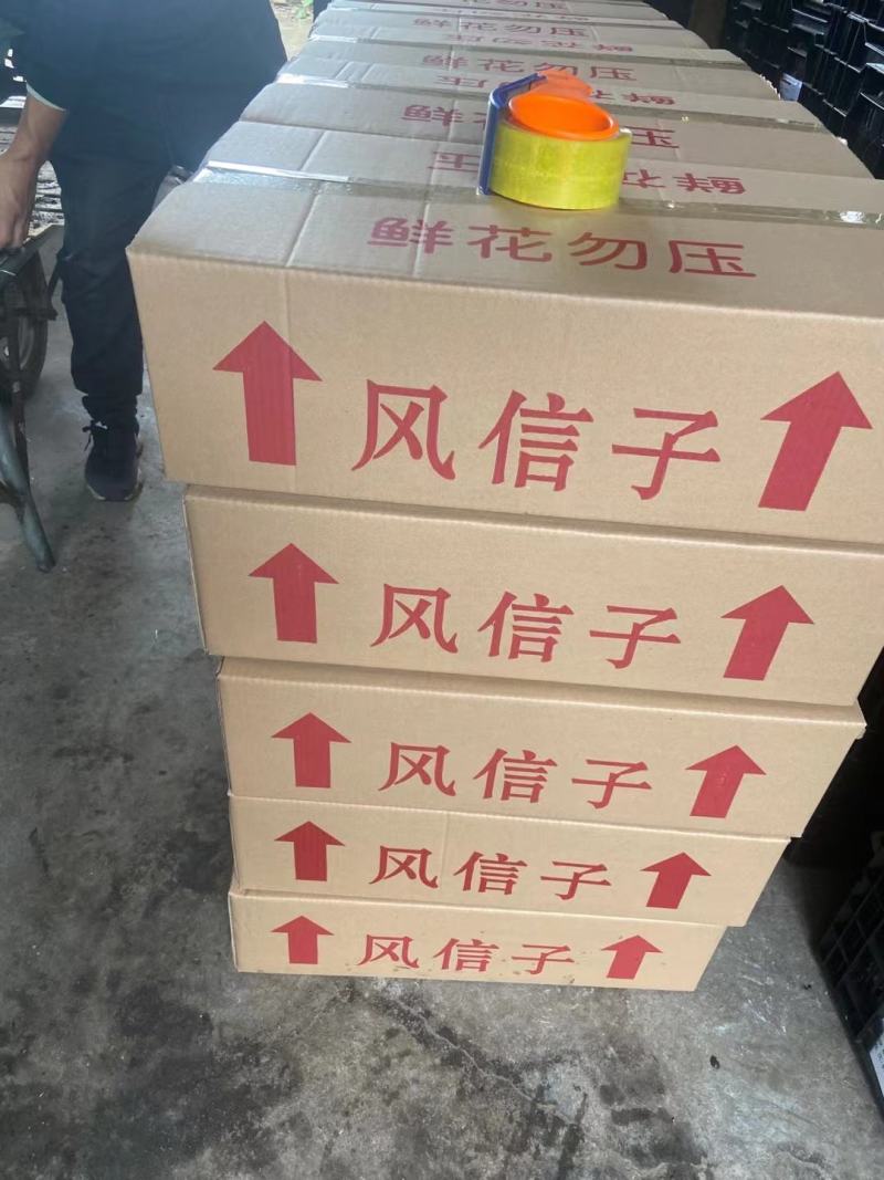 风信子
