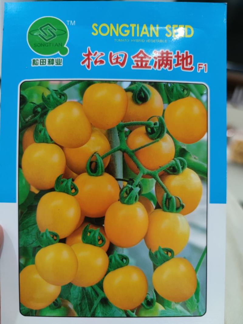 松田金满地番茄种子，水果型早熟，黄果番茄种子300粒