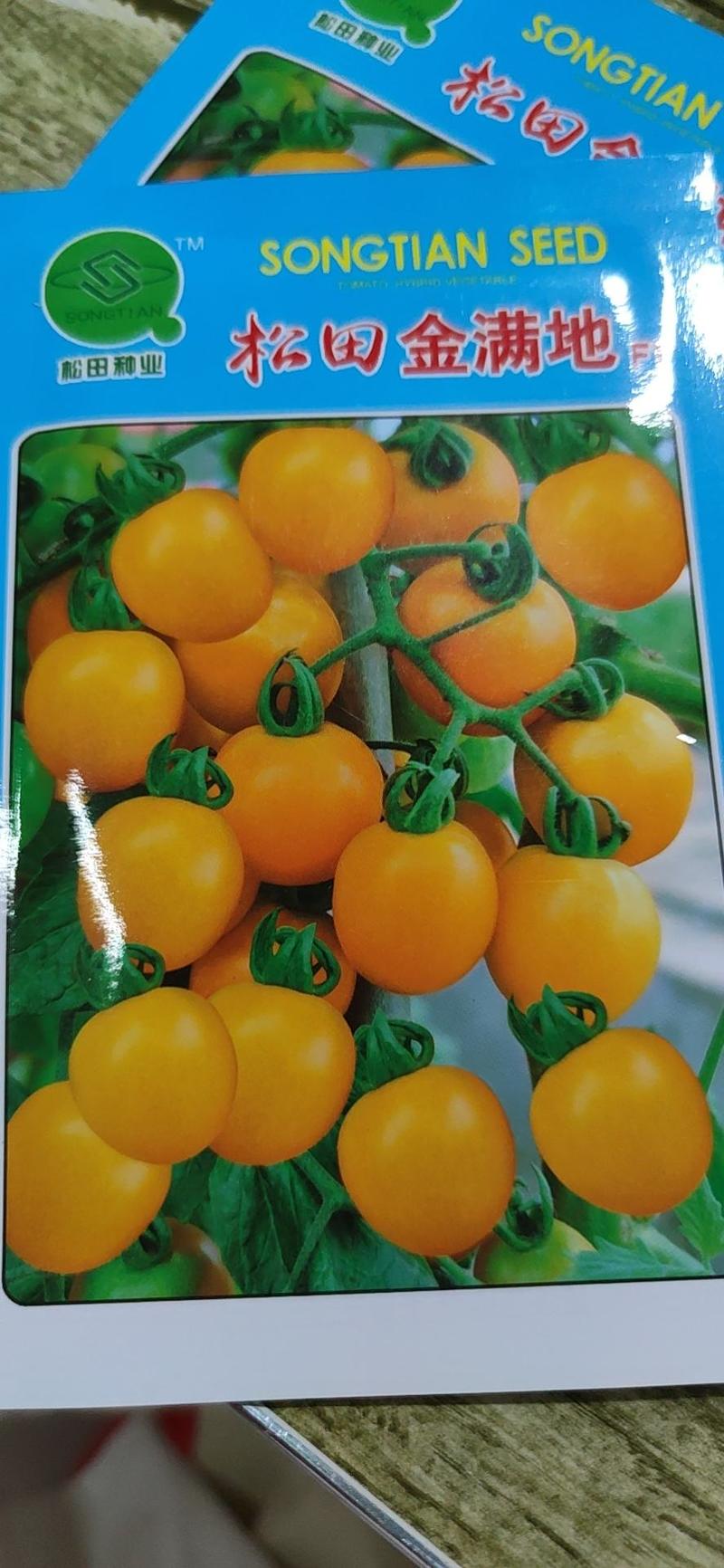 松田金满地番茄种子，水果型早熟，黄果番茄种子300粒