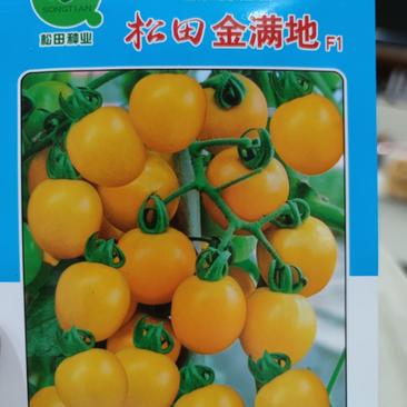 松田金满地番茄种子，水果型早熟，黄果番茄种子300粒