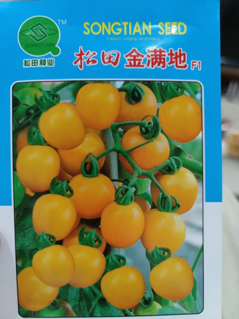松田金满地番茄种子，水果型早熟，黄果番茄种子300粒
