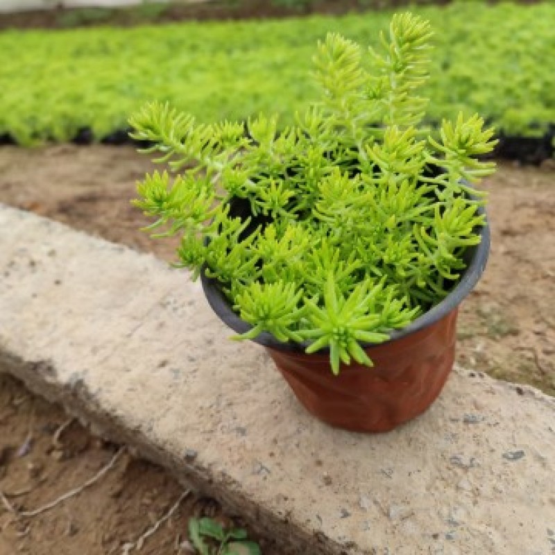 黄金佛甲草，绿叶佛甲草，佛甲草屋顶草坪。
