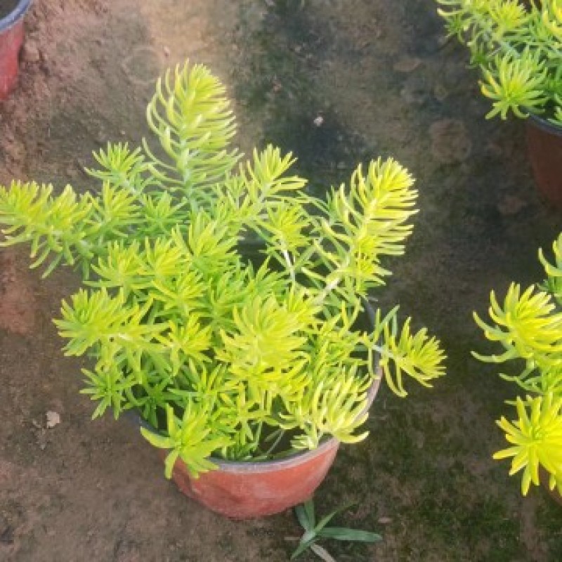 黄金佛甲草，绿叶佛甲草，佛甲草屋顶草坪。