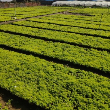 黄金佛甲草，绿叶佛甲草，佛甲草屋顶草坪。