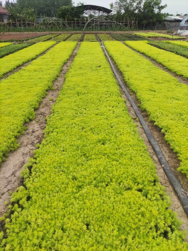 黄金佛甲草，绿叶佛甲草，佛甲草屋顶草坪。