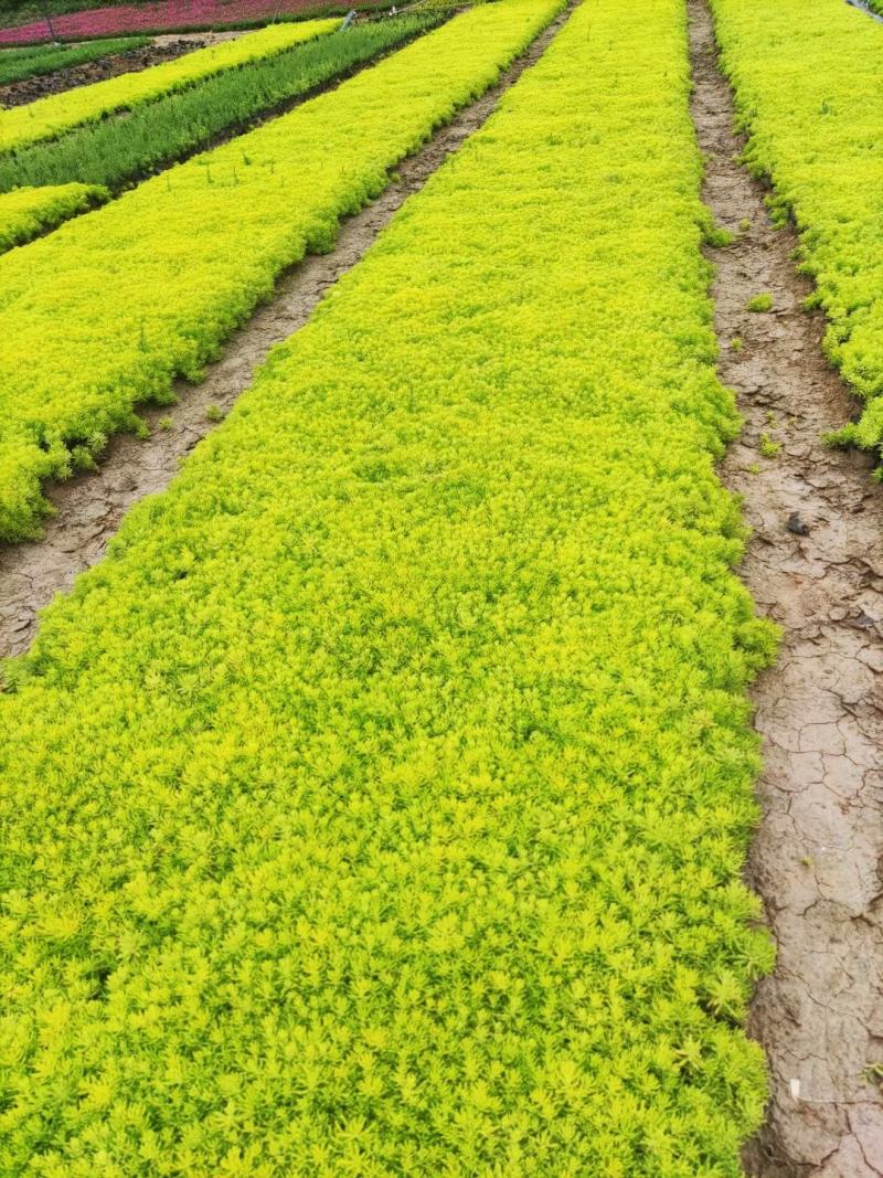 黄金佛甲草，绿叶佛甲草，佛甲草屋顶草坪。