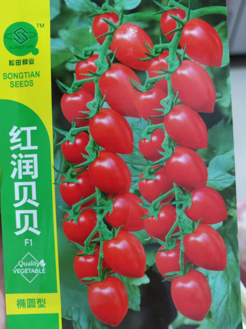 红润贝贝番茄种子大红果,果面光滑光泽好含糖量高，重15克