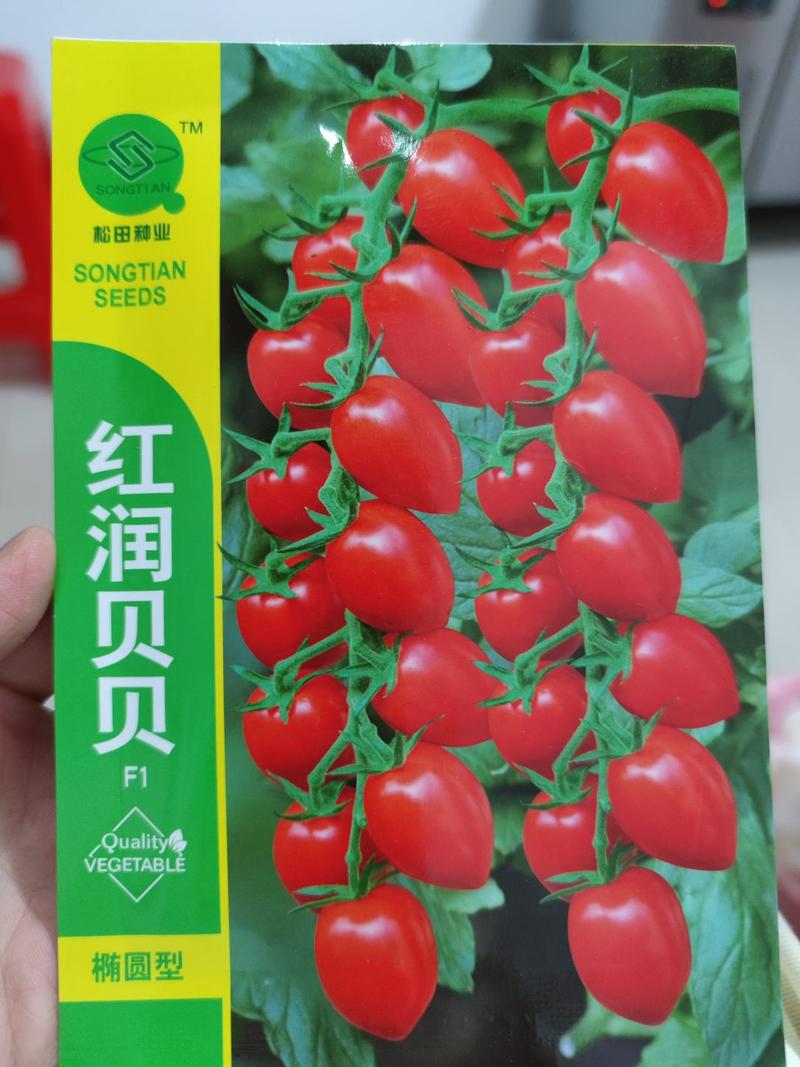 红润贝贝番茄种子大红果,果面光滑光泽好含糖量高，重15克