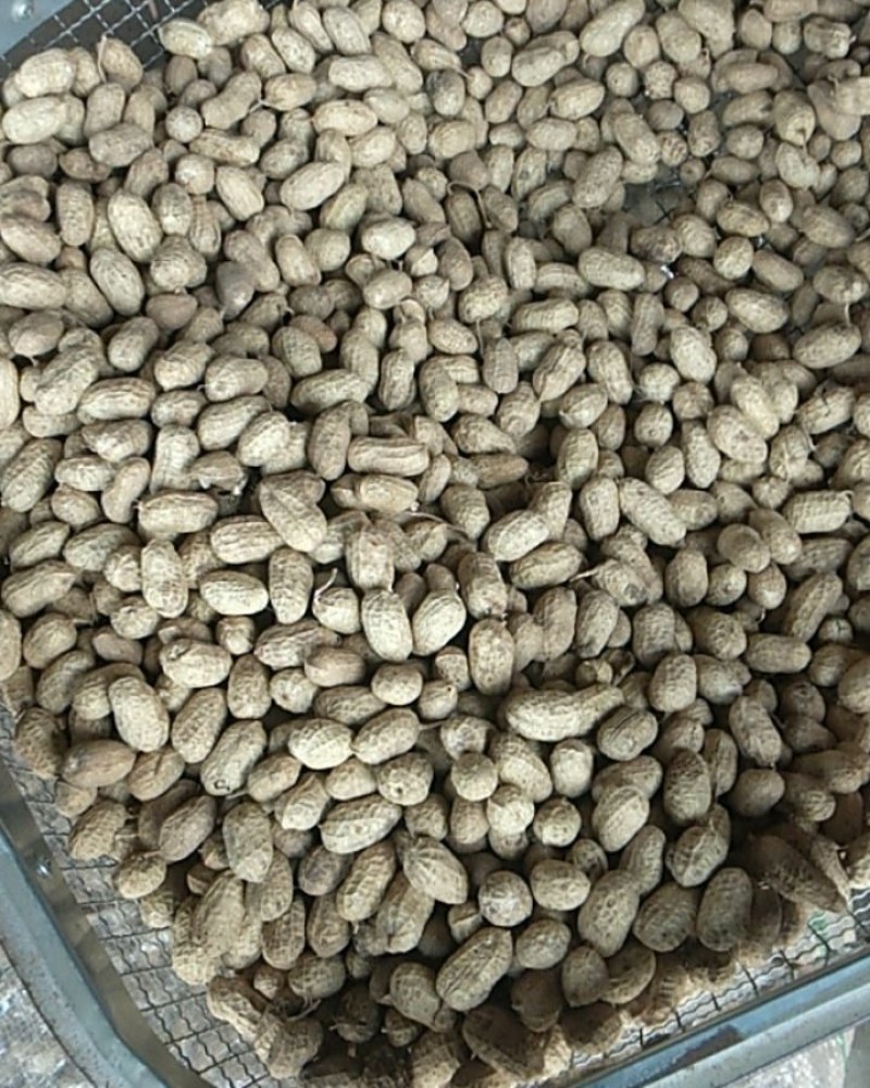 南阳今年新货花生干花生罗汉果花生以质量求生存产地直供