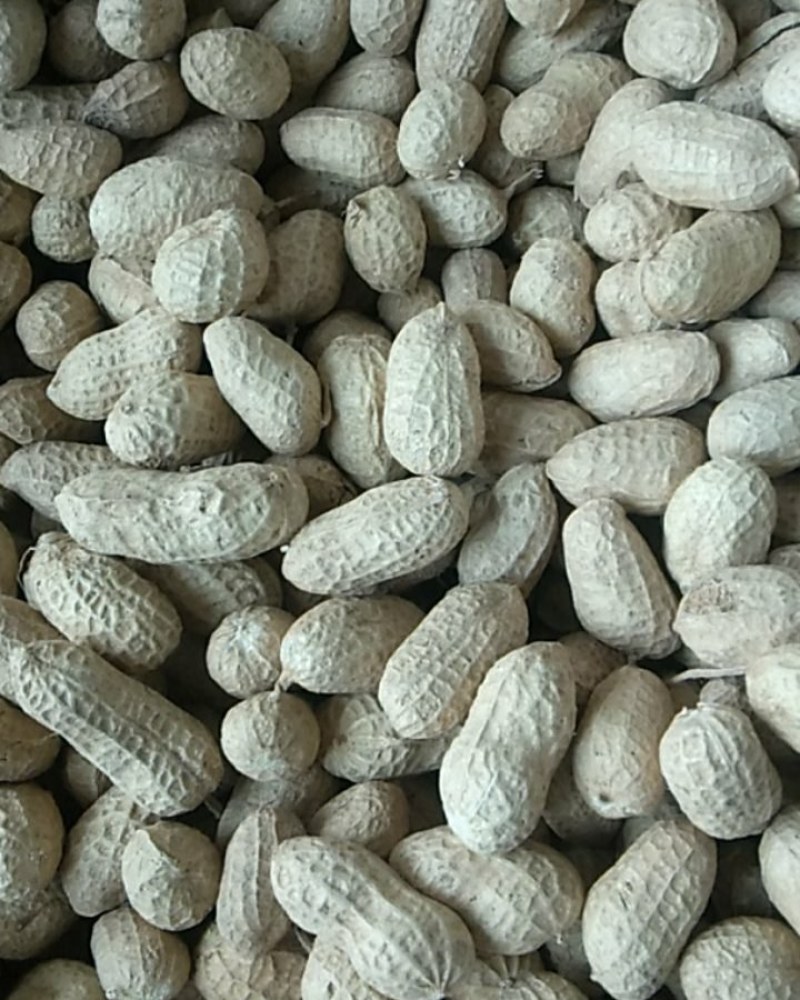 南阳今年新货花生干花生罗汉果花生以质量求生存产地直供