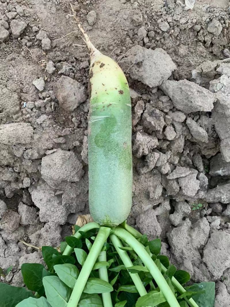 【牛商推荐】吉林白城地区萝卜产地直供货源充足
