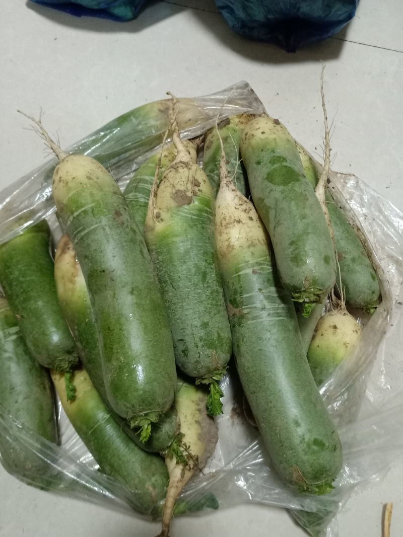 【牛商推荐】吉林白城地区萝卜产地直供货源充足
