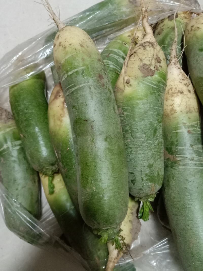 【牛商推荐】吉林白城地区萝卜产地直供货源充足