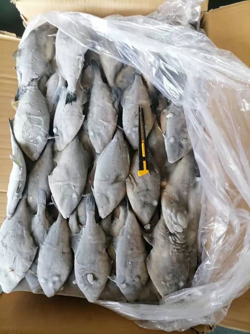 北方第一大鱼市，威海石岛北方鱼市，对外贸易所有海产品！