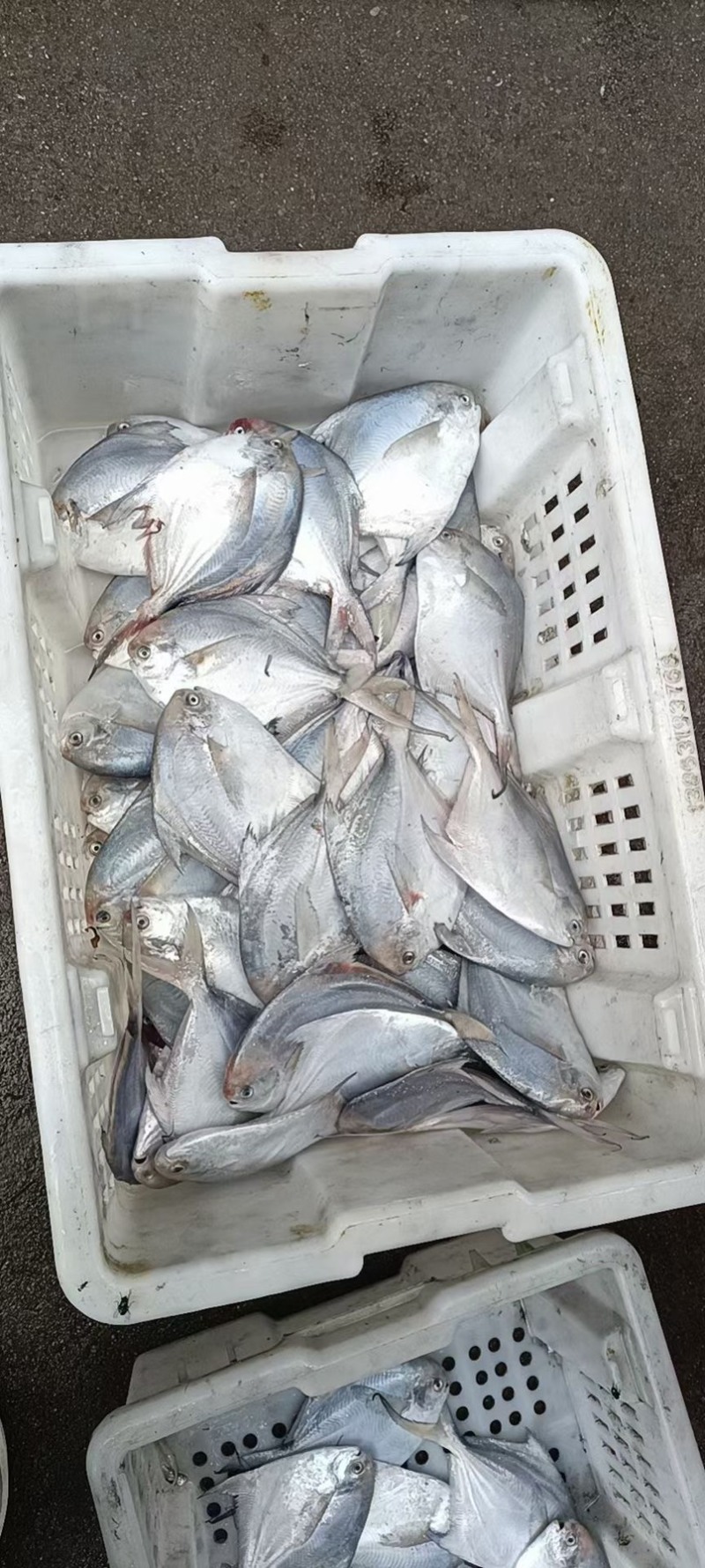 北方第一大鱼市，威海石岛北方鱼市，对外贸易所有海产品！