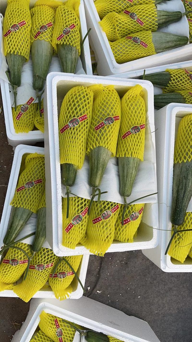 羊角蜜甜瓜，山东羊角蜜甜瓜，诚信代办，全国发货，产地直供