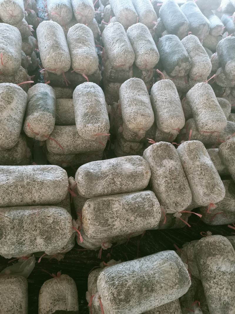食用菌菌包