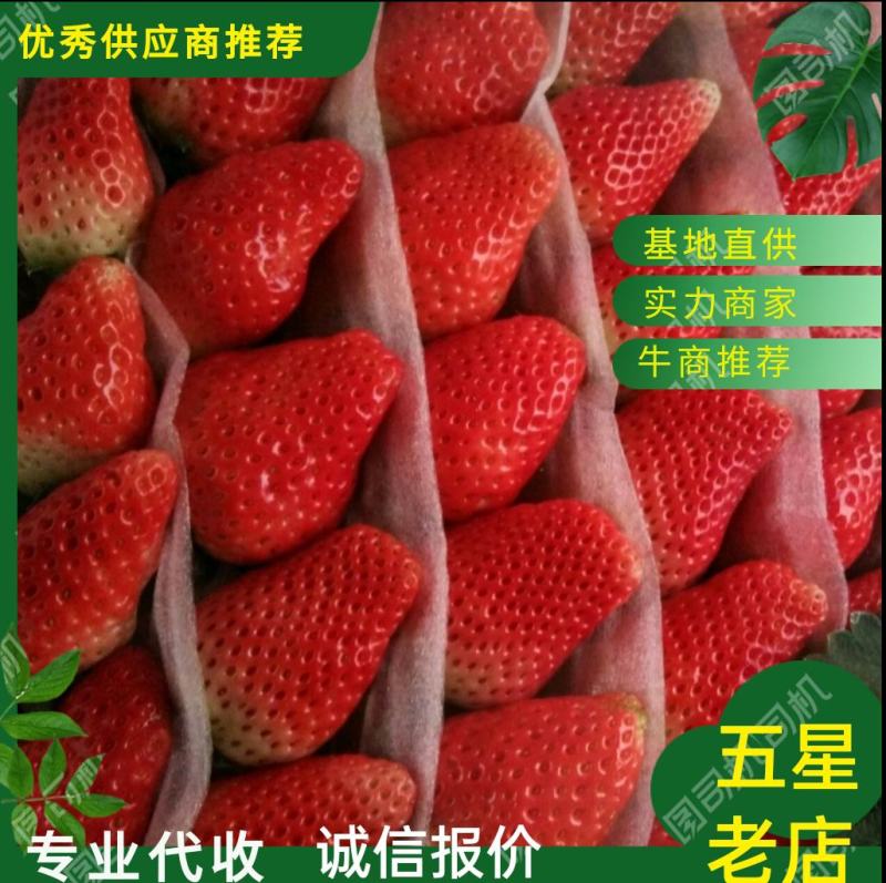草莓徐州草莓妙香，宁玉草莓草莓代收