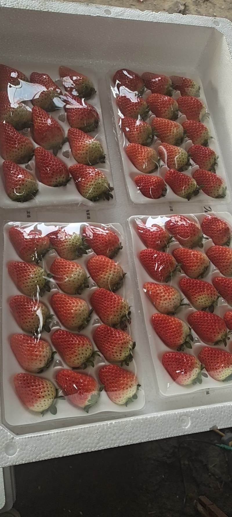 草莓徐州草莓妙香，宁玉草莓草莓代收