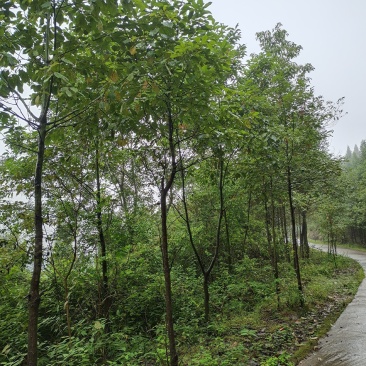 香樟树香樟大树基地一手货源