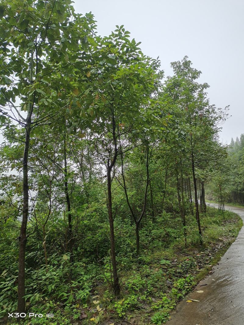 香樟树香樟大树基地一手货源